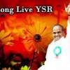 YSR_Lion